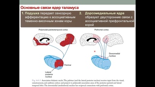 Лекция Частная физиология ЦНС. Часть 3. Физиология промежуточного и конечного мозга