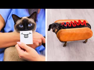 17 пранков и лайфхаков для животных