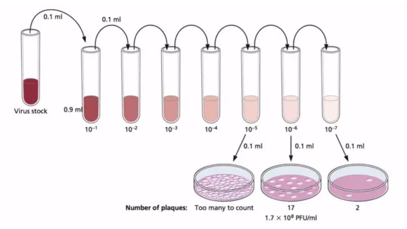 How to do Serial Dilution