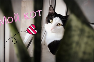 Мой кот  Helga Fischer BLOG