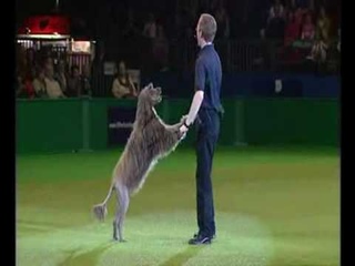 Canine freestyle training display part 2 with Richard Curtis at Crufts 2009