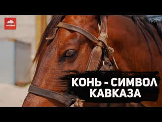 Конь - символ Кавказа