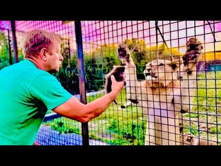 Олег Зубков пришел с енотиком Тимошей проведать молодых львов, ТИМОША БЕССТРАШНЫЙ енот)))