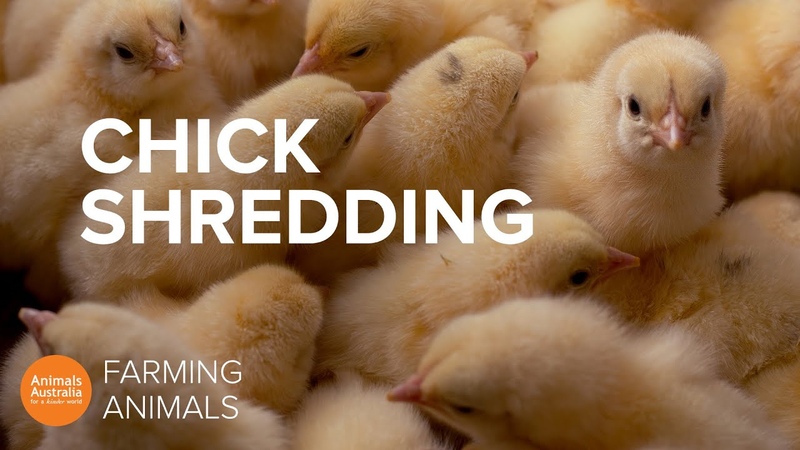 Why the egg industry shreds newborn baby