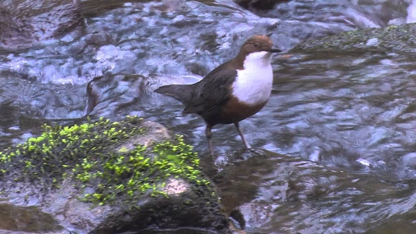 White throated Dipper, Оляпка, Cinclus