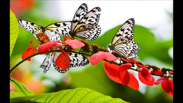 Butterfly Song