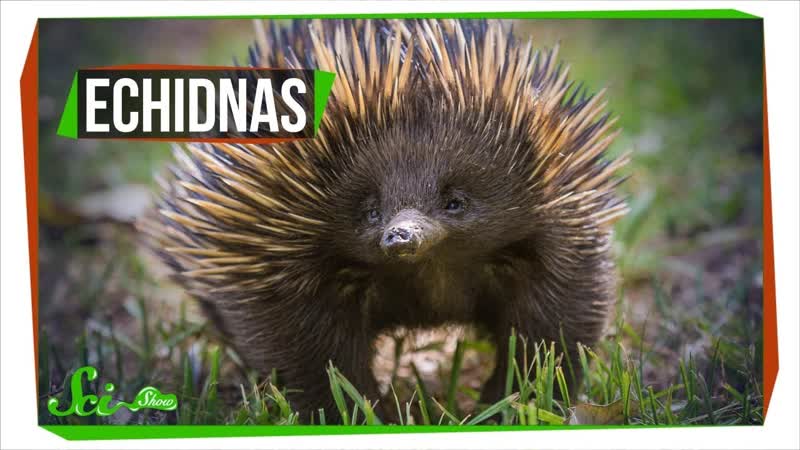 Why Echidnas Are Evolutionary