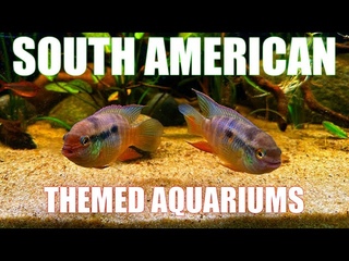 Setting Up South American “Biotope“ Aquariums - 40 and 20 Gallon tanks