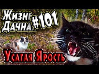Жизнь Дачная #101.Усатая ярость