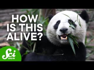 Why Are Giant Pandas So Hard to Save