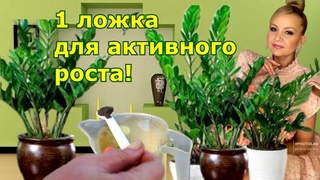 Поливаю этим удобрением. Как стимулировать быстрый рост Замиокулькаса  кактуса и  сккулентов.