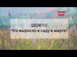Что выросло в саду в марте и какая вообще обстановка. Можно ли уже открывать розы