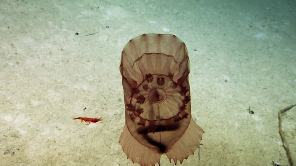 Sea Cucumbers of the Deep, Nautilus