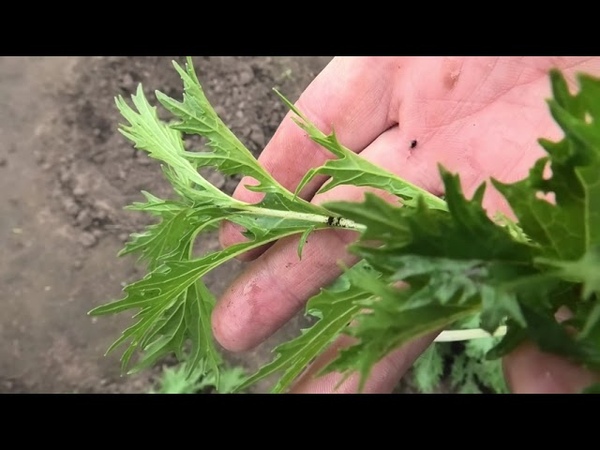 Капуста японская Мизуна, описание, опыт