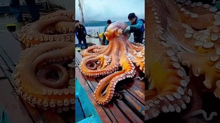 Giant Sea Monsters Caught by Fishermen! #GiantSeaCreatures #FishingDiscoveries #oceanmysteries