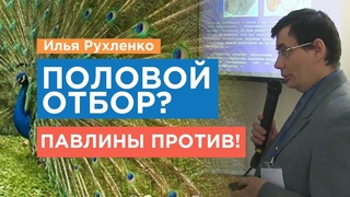 Половой отбор? Павлины против! | Илья Рухленко. Зачем павлину такой большой и яркий хвост?