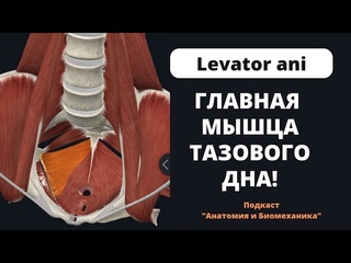 Главная мышца тазового дна. Levator ani.