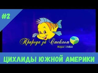 Цихлиды Южной Америки часть 2