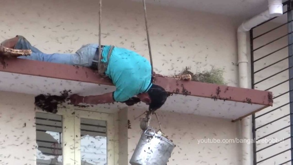 Urban Honey Hunting Harvesting honey of wild Giant Honey bees Apis dorsata in