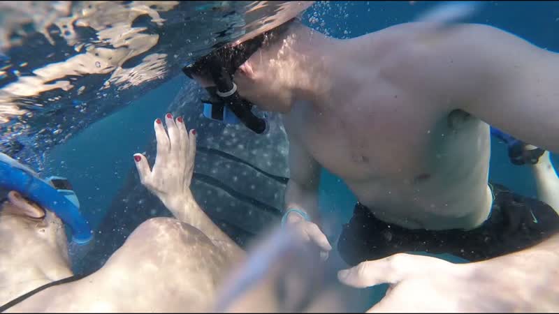 Swimming with WHALE SHARKS in Oslob, Cebu
