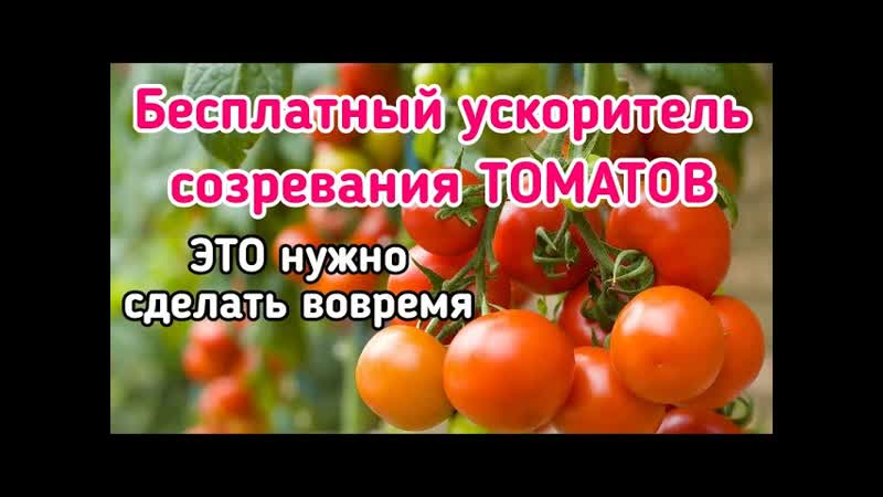 ОГРАНИЧИВАЕМ, РОСТ СТВОЛОВ ТОМАТА. Когда, как, зачем и