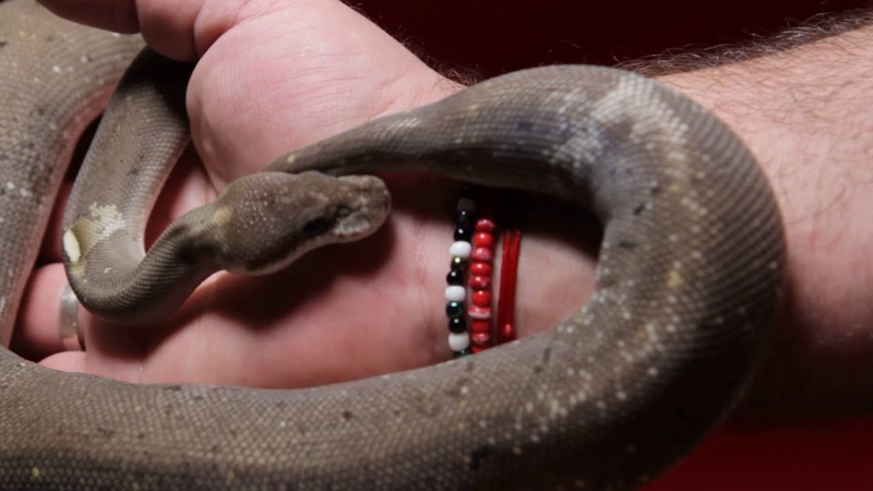 Super Cinnamon Lesser Paradox poss Pastel
