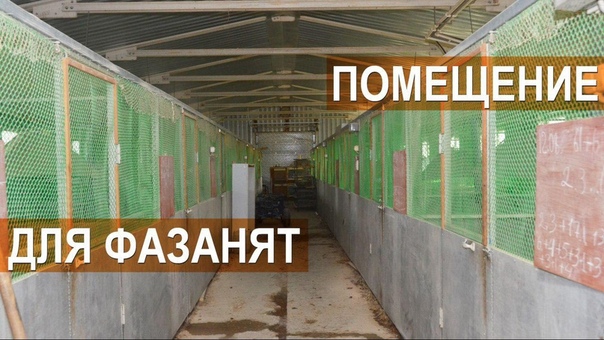 Фазанья ферма Русское подворье. Помещение для содержания