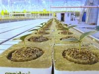 рязанский тепличный комбинат солнечный. тепличный комплекс ооо рязанские овощи. тепличный комбинат янаульский. тепличный комбинат ооо «рязанские овощи». тепличный комплекс ооо рязанские овощи.