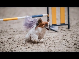 Dog-Olimp / Visher Dominika & papillon Sheryl - Agility Silver Tour -2 place