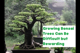 Growing Bonsai Trees Can Be Difficult but Rewarding