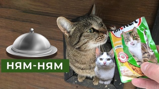 Котёнок дал себя погладить и укусил кормильца!!! Забавные котята.