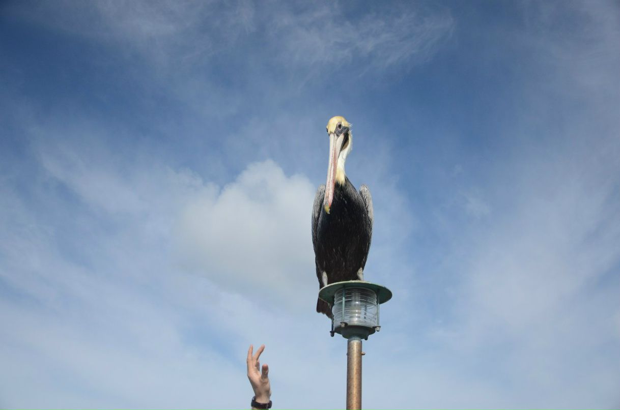 Сергей Желнинский Александрович | Воронеж