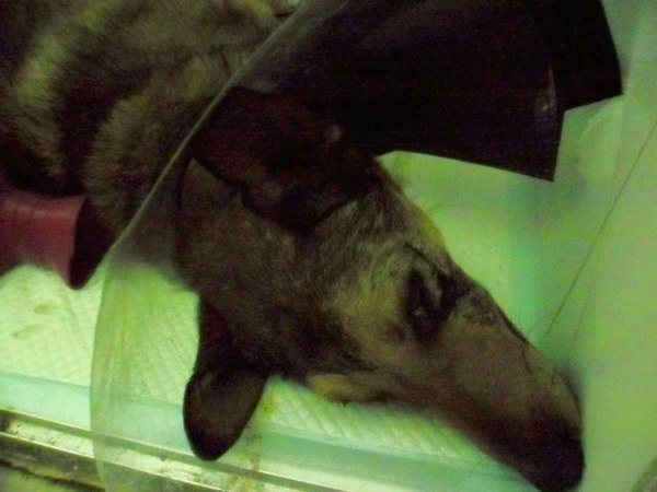 Ирина Костыряченко | Санкт-Петербург