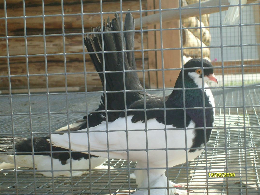 Лидия Шарохина | Ярославль (деревня)