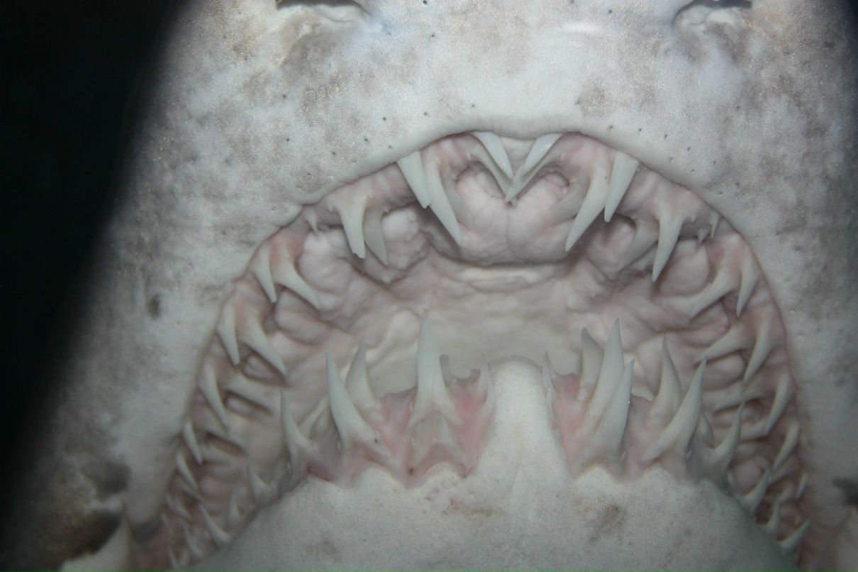 Екатерина Соколова | Санкт-Петербург