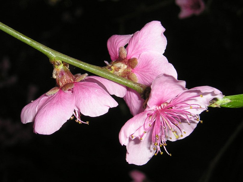 Гузель Шайхутдинова | Набережные Челны