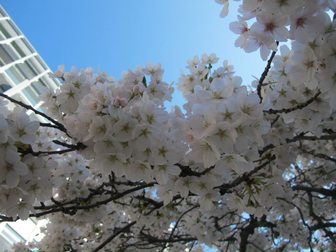 Майя Гирш | Frankfurt am Main