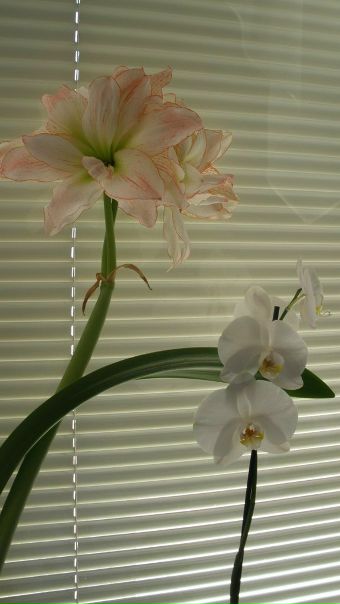 №95, Полина Блоцкая, 36 лет, Киев №95, Полина Блоцкая, 36 лет, Киев