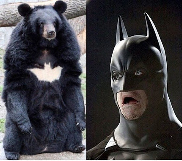 Антон Коровянский | Губкин