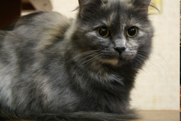 №82, Люся Петренко, Днепр (Днепропетровск) №82, Люся Петренко, Днепр (Днепропетровск)