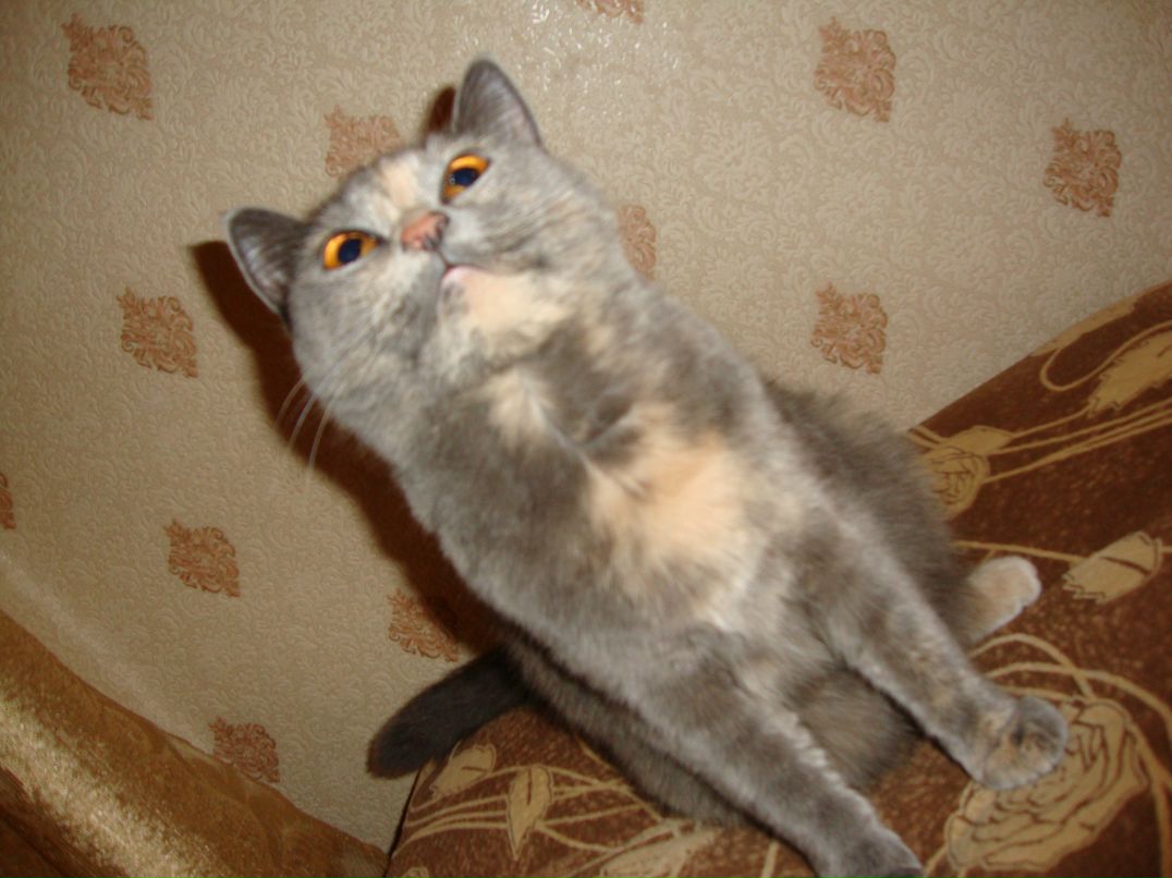 Дианочка Талипова ~SHIKoladka~ | Уфа