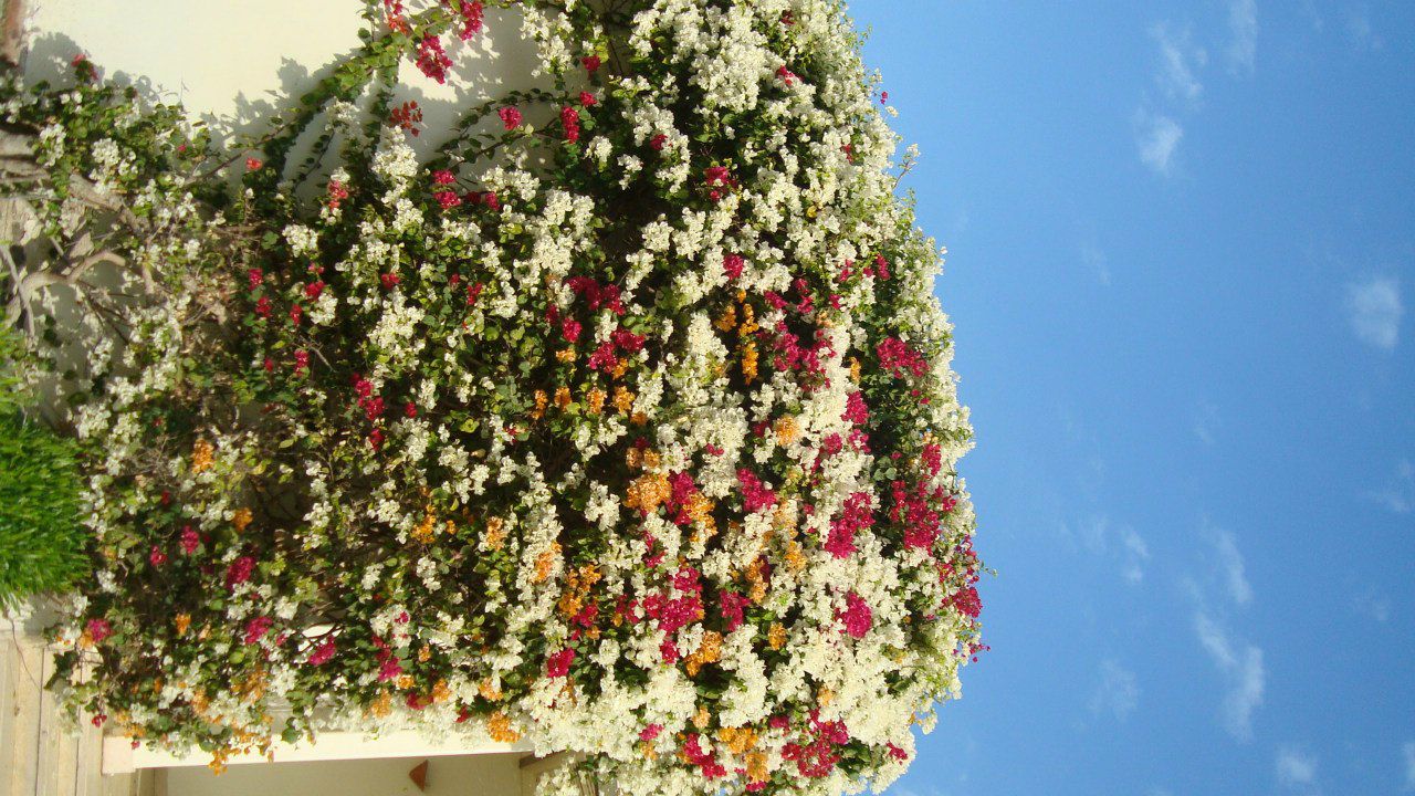 Ирина Савельева | Санкт-Петербург