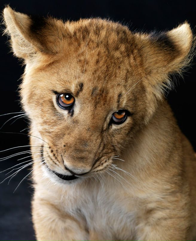 Елена Гомолко | Брест