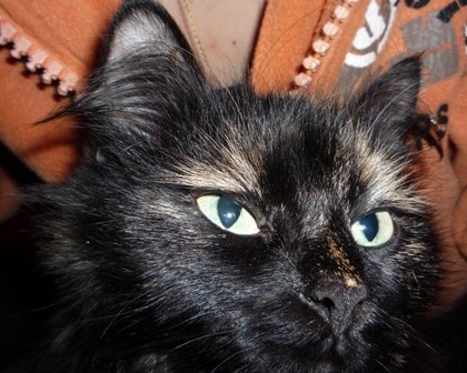 Анна Шехурдина | 