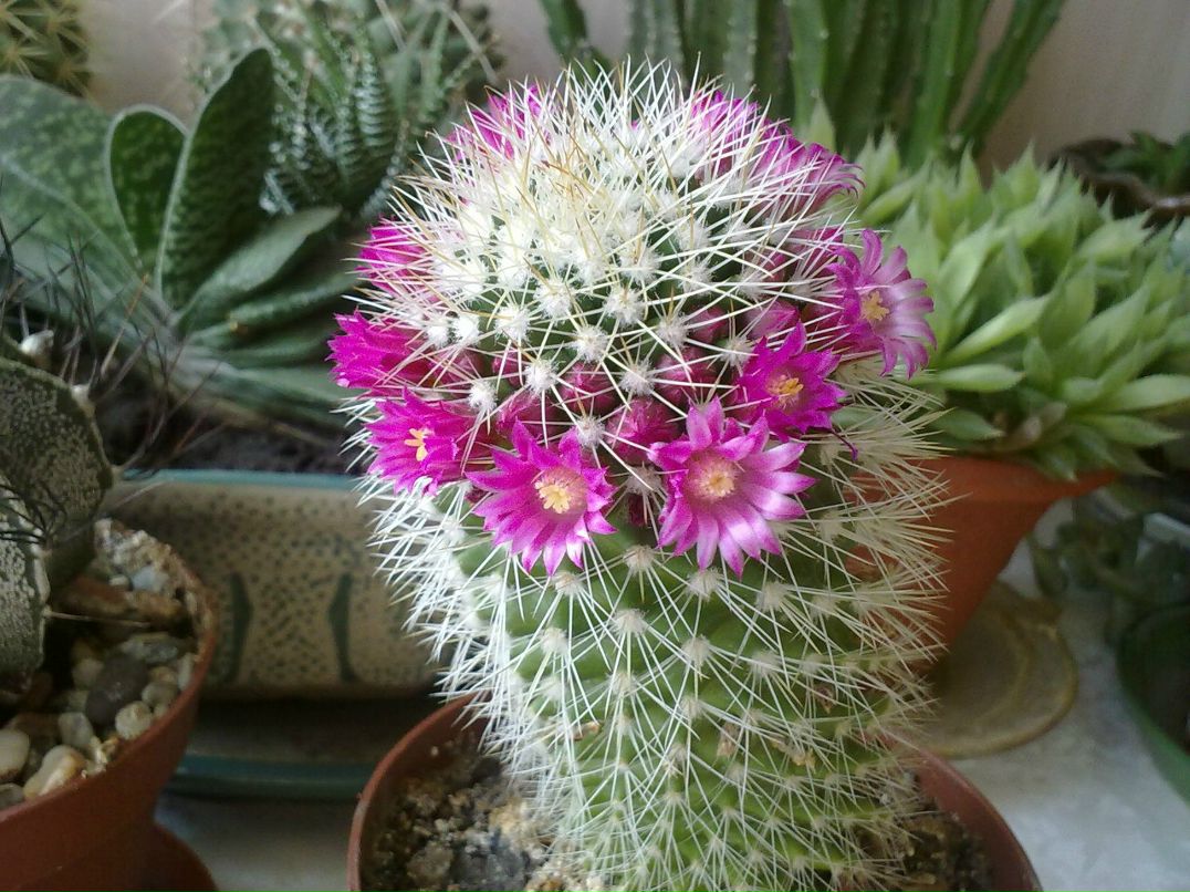 Нина Иванькова | Покров / Орджоникидзе