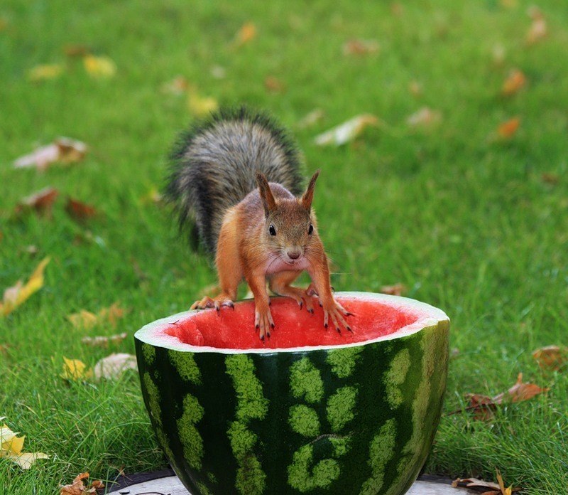 Екатерина Майорова | 