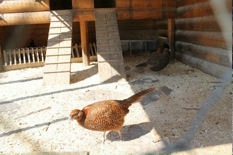 Аня Лочехина | Санкт-Петербург