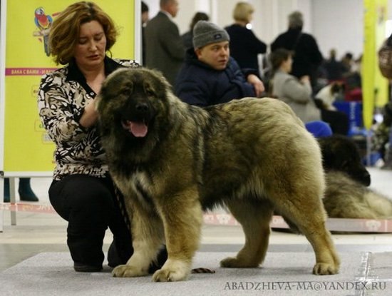 №15, Вероника Доничева, Новосибирск №15, Вероника Доничева, Новосибирск