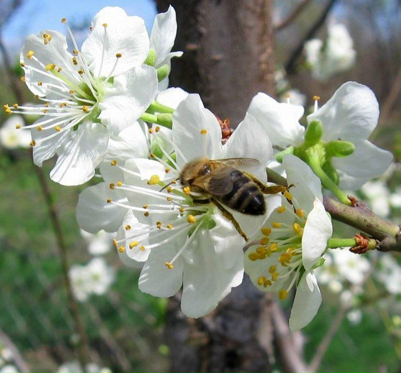 Алия Хабирова | 