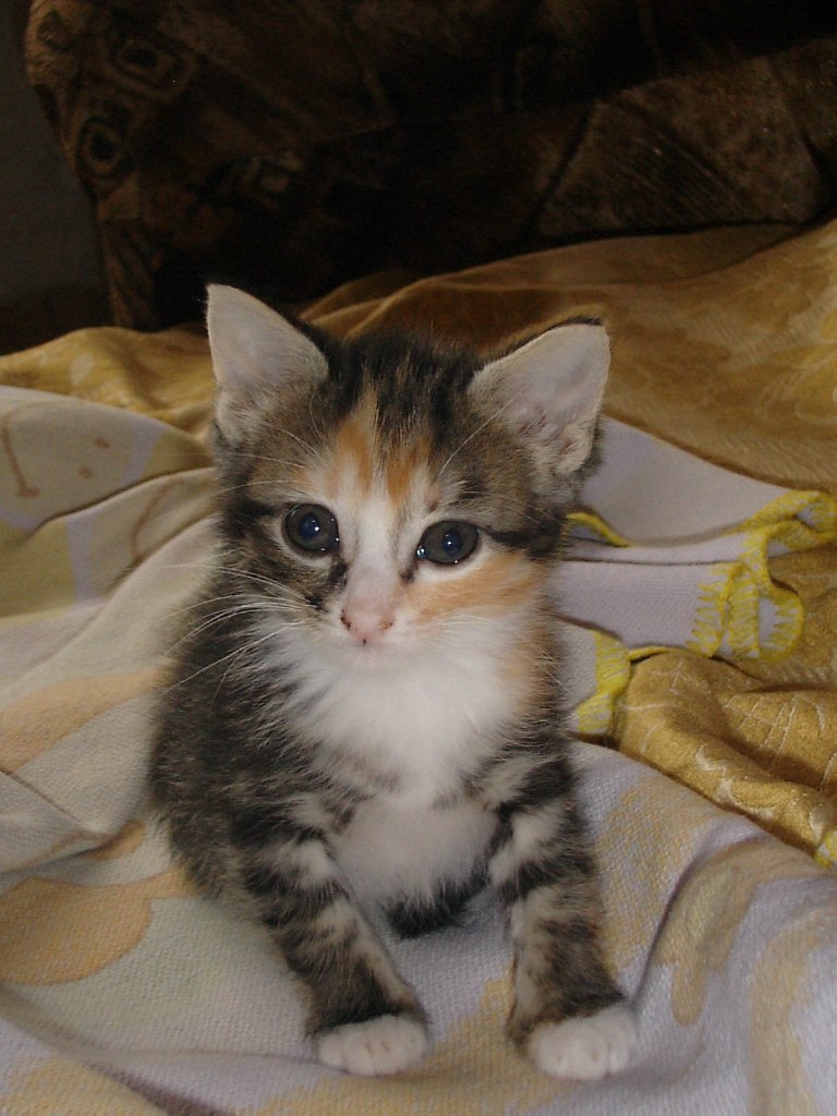 Алексей Иванов (JLeJLuK) | Санкт-Петербург